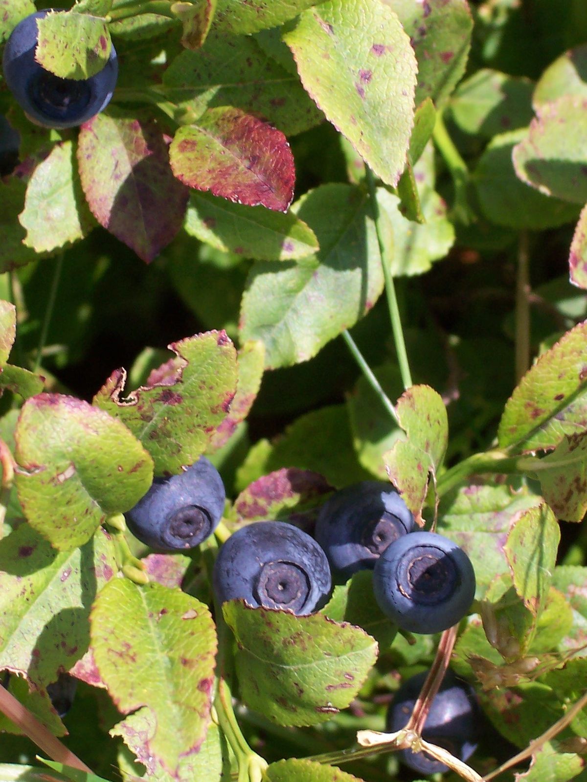 Les myrtilles (ici Vaccinium myrtillus) font également partie des airelles