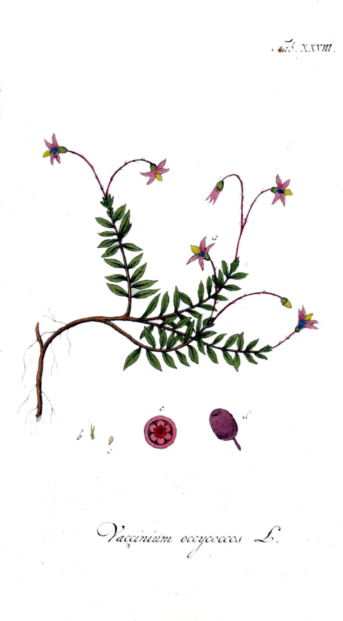 Vaccinium oxycoccos