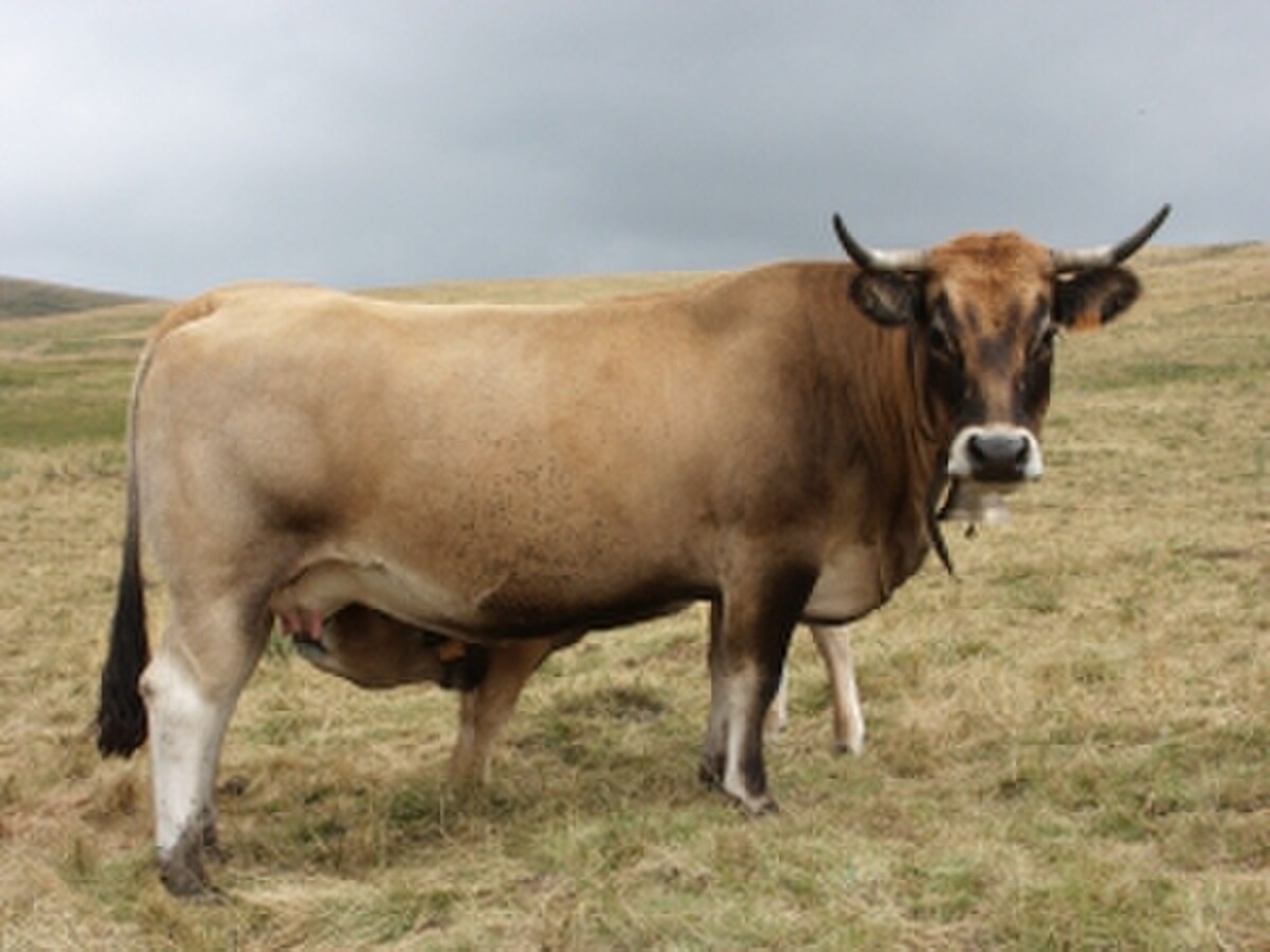 Aubrac (race bovine)
