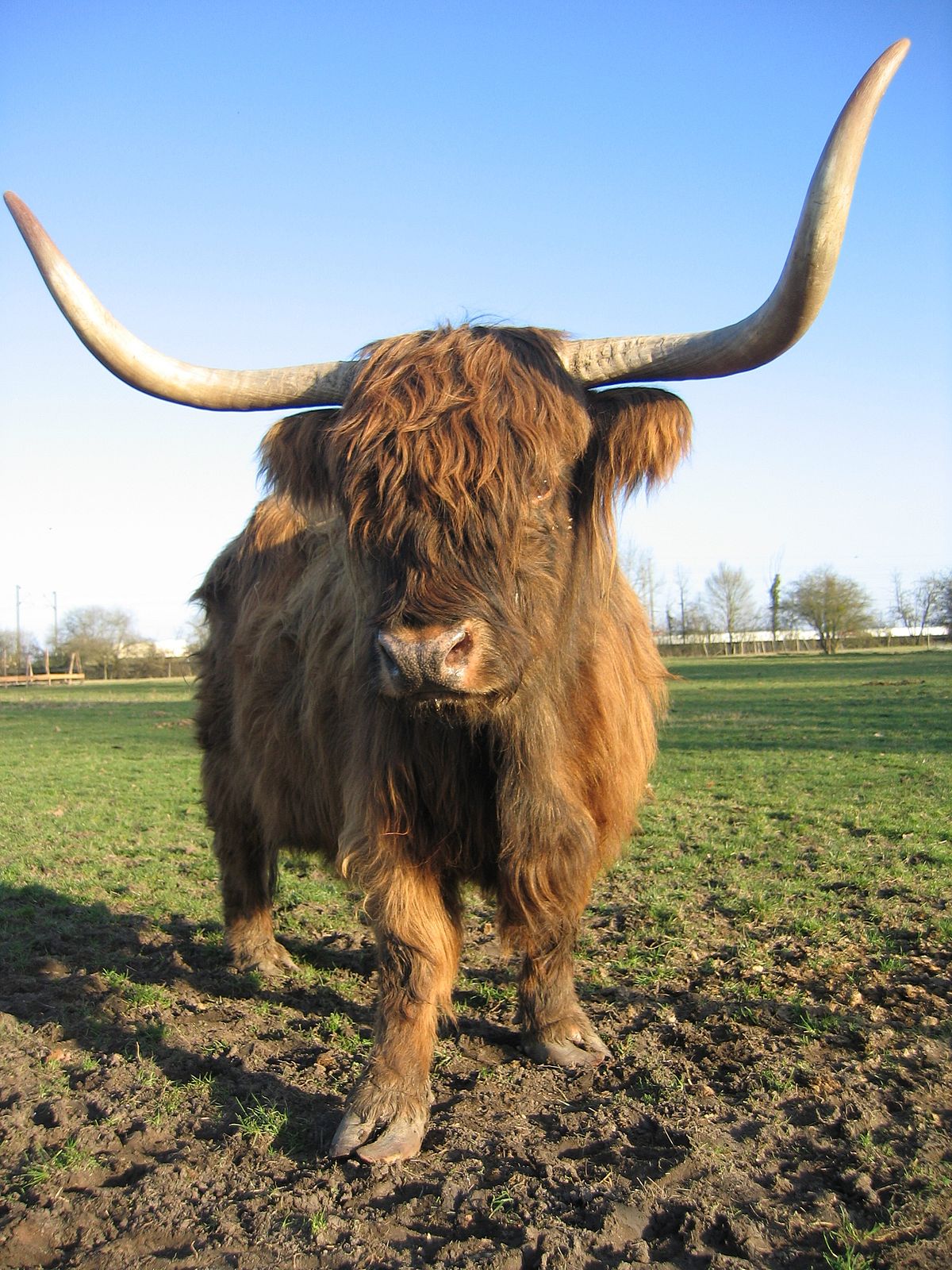 Highland (race bovine)