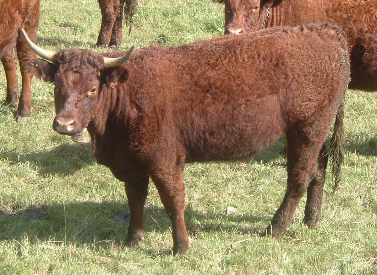 Salers (race bovine)