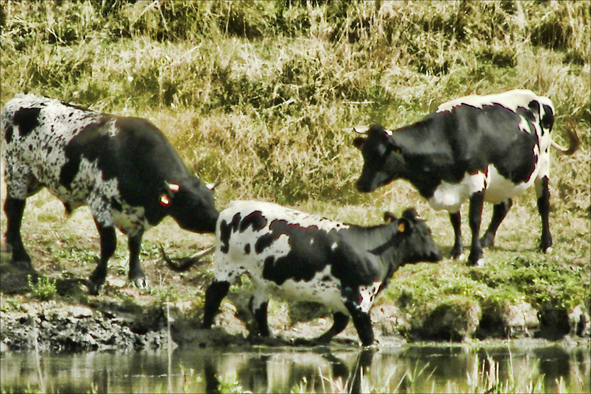 Bordelaise
