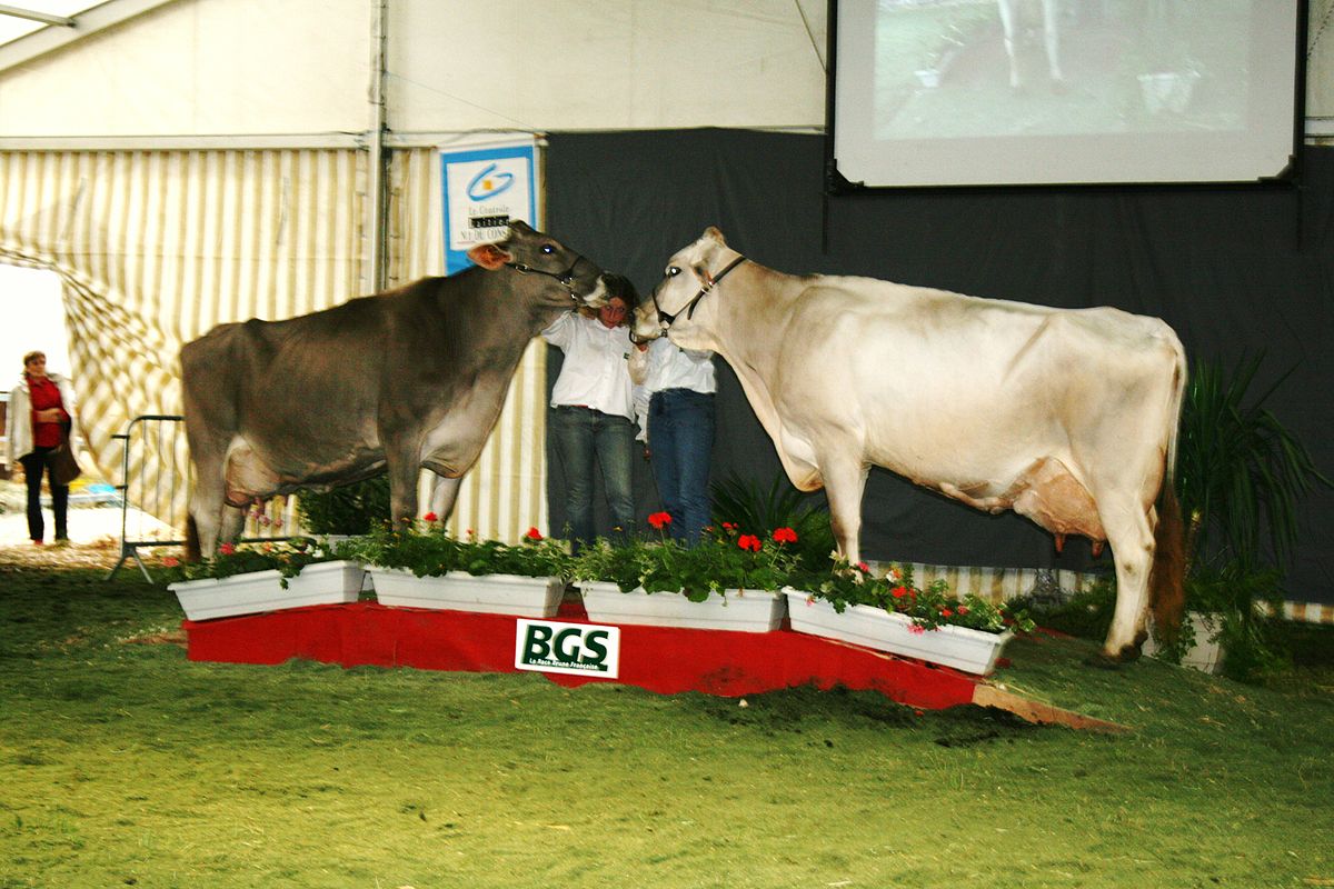 Brune (race bovine)