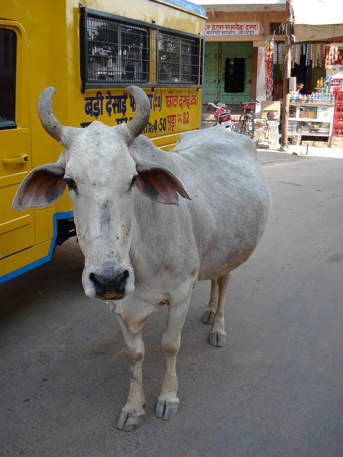 Vache sacrée