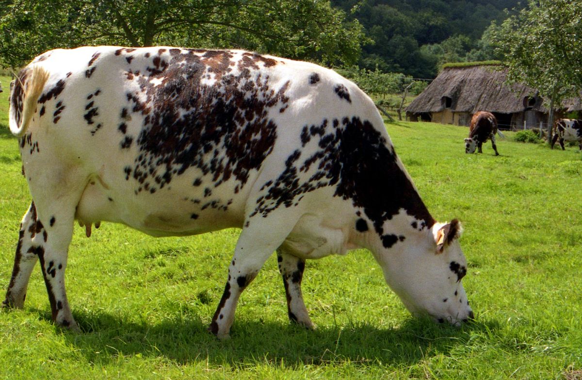 Vachesnormandes.jpg