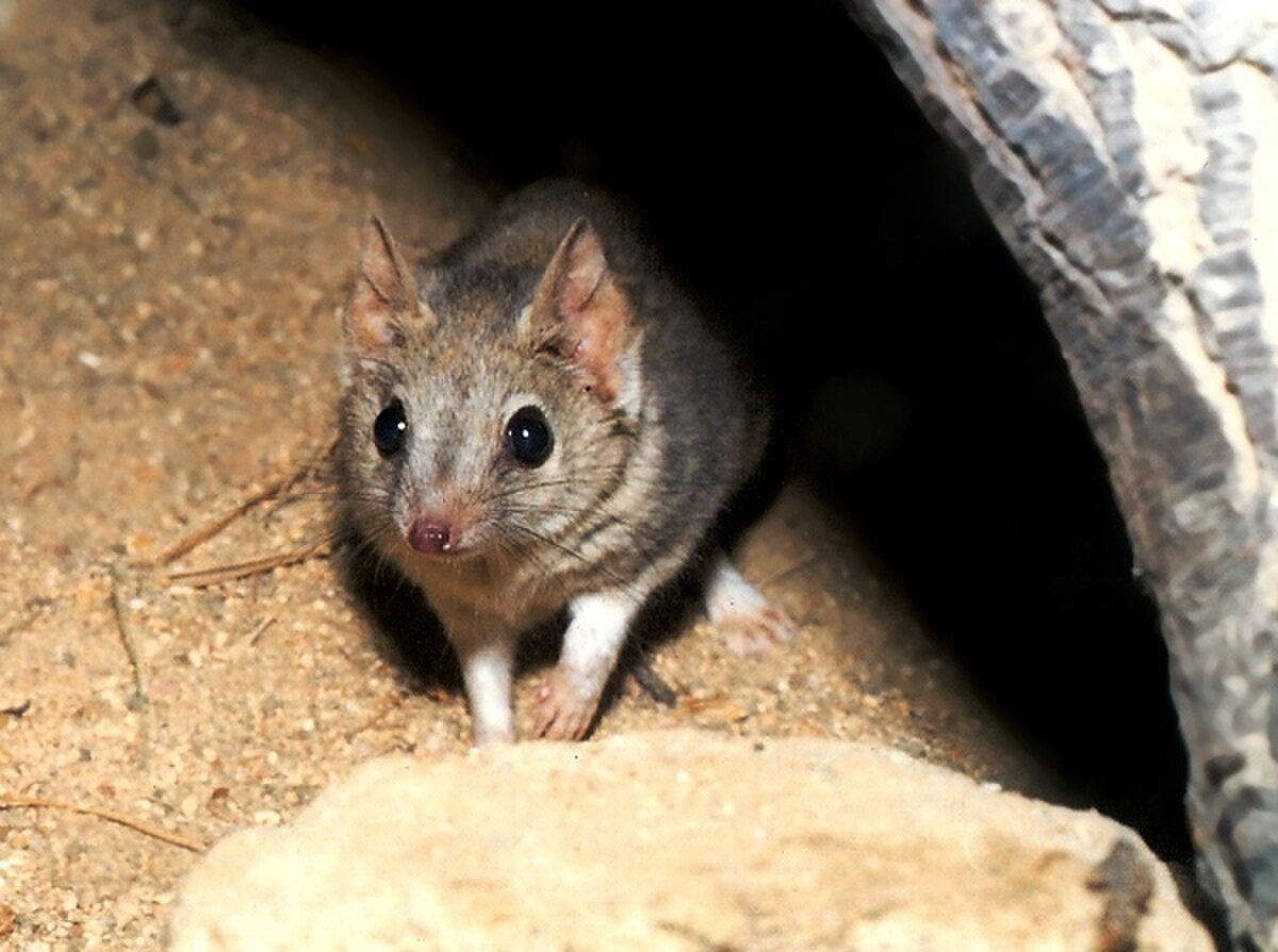 Dasycercus byrnei