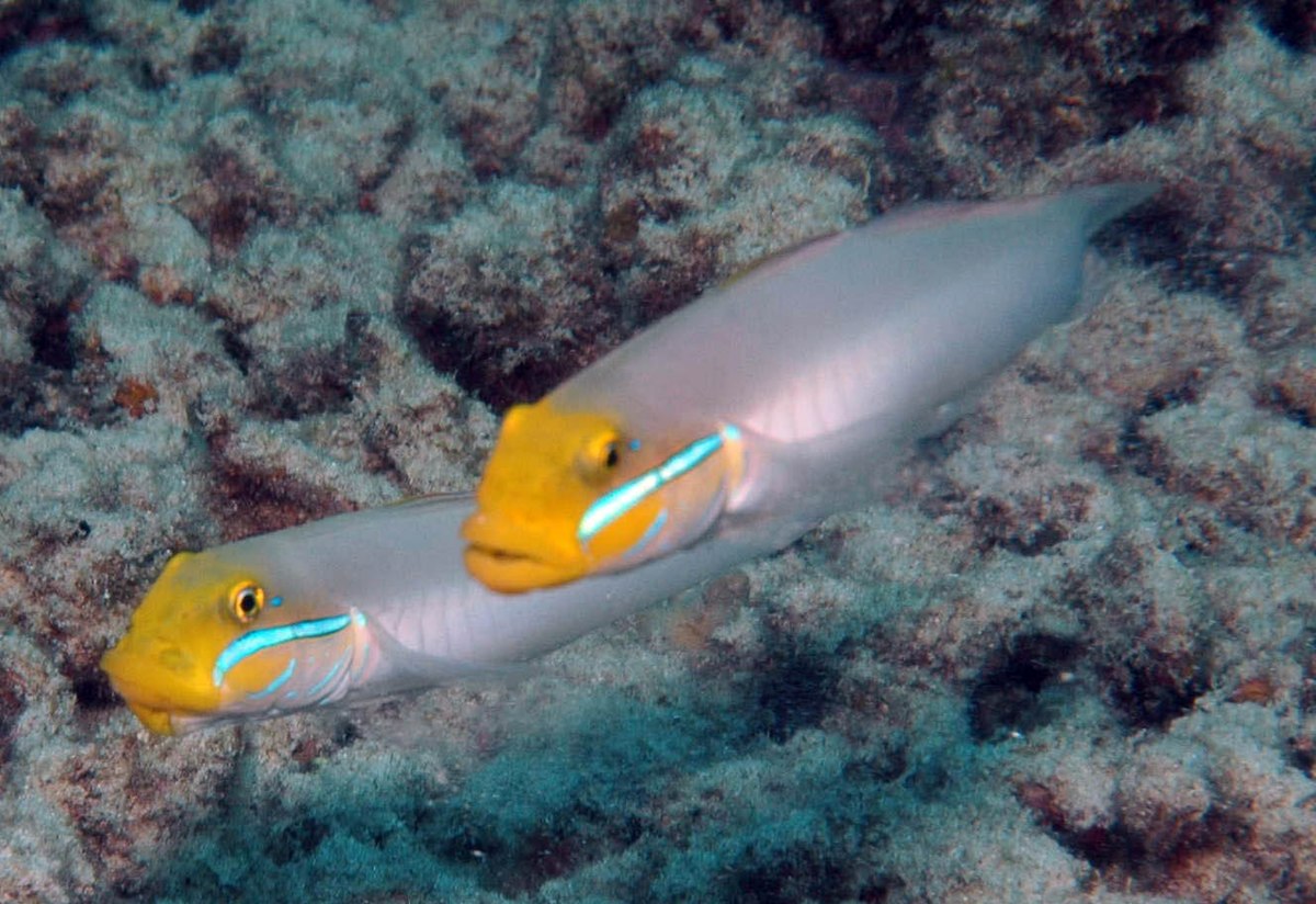 Valenciennea