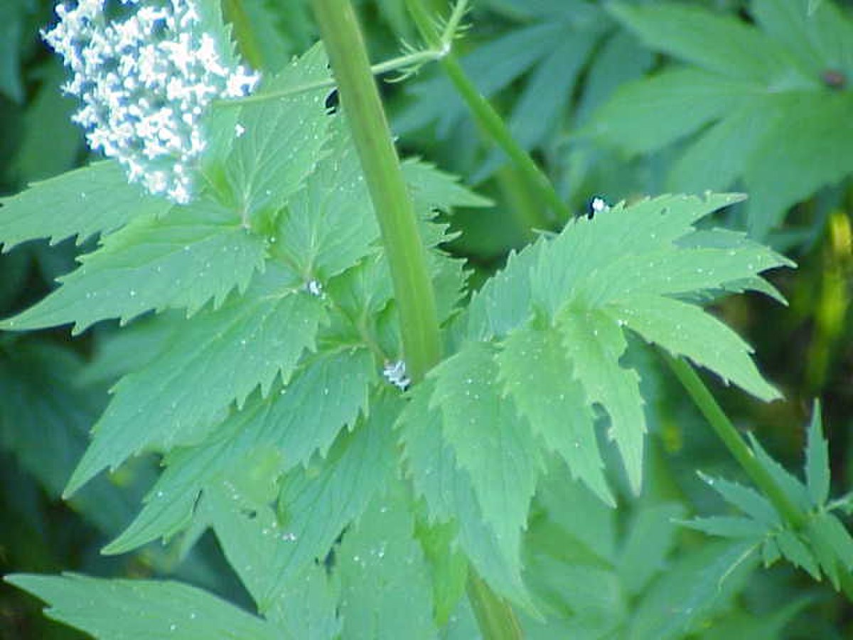 Valériane officinale