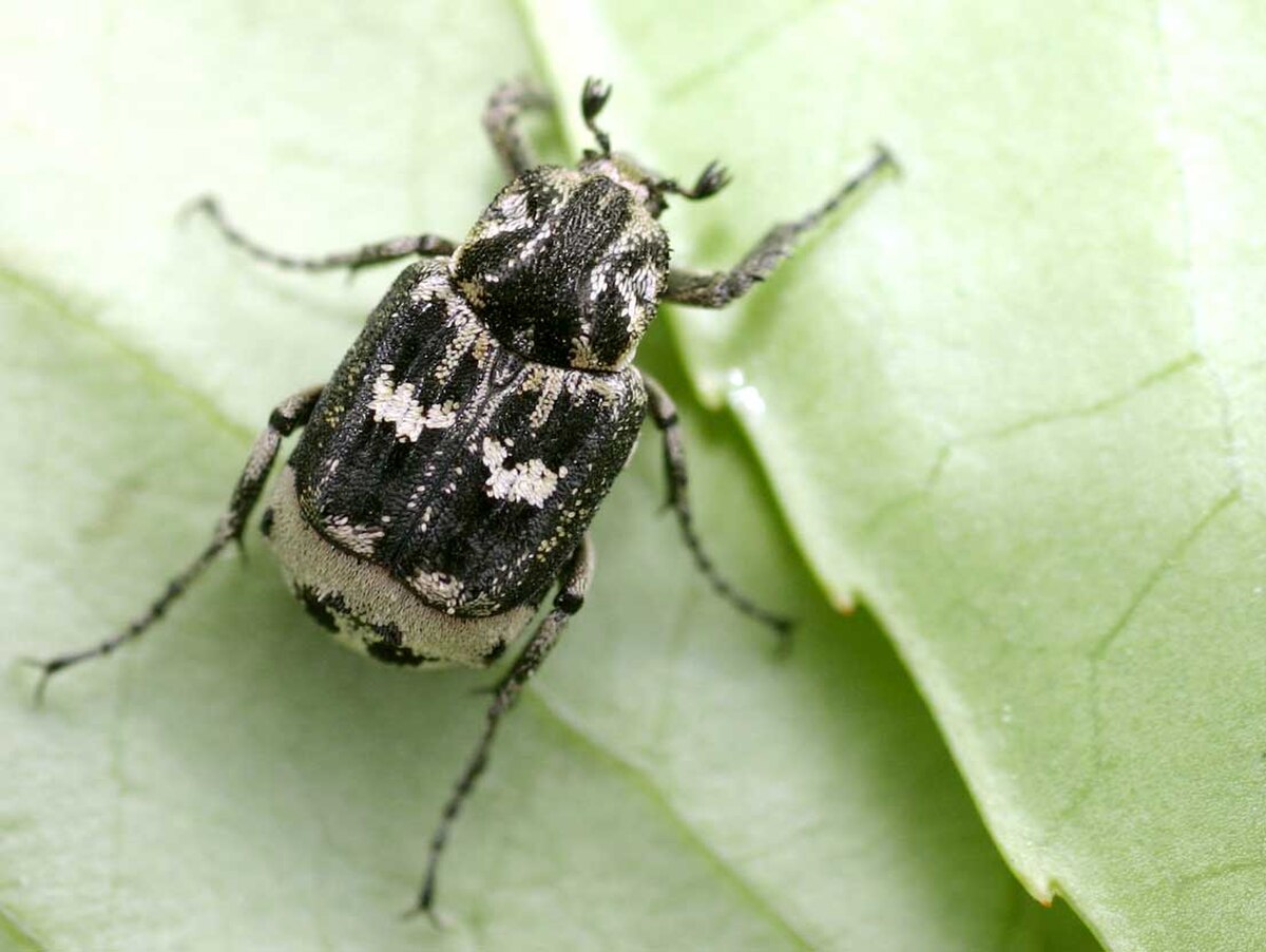 Valginae