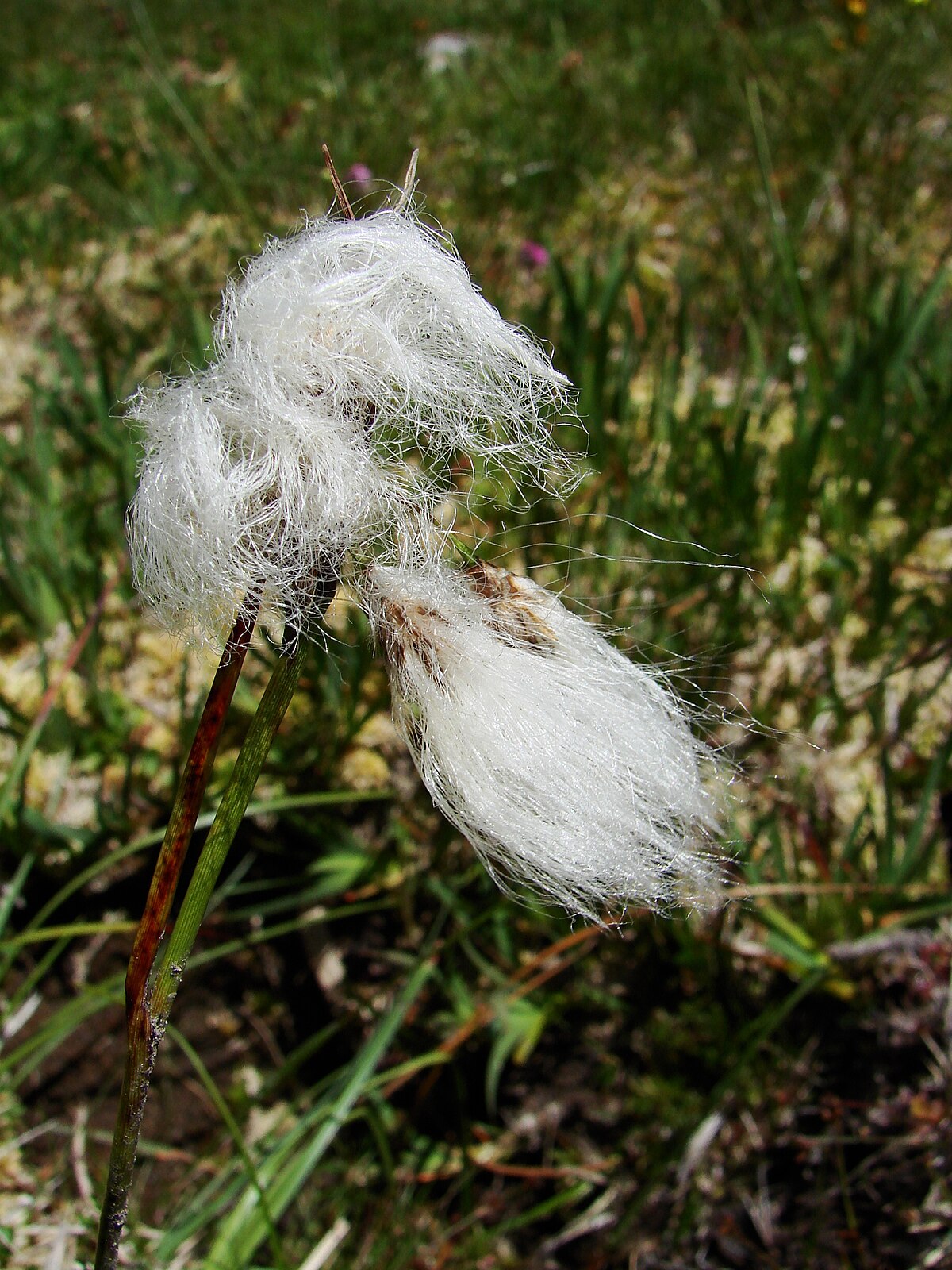 Eriophorum