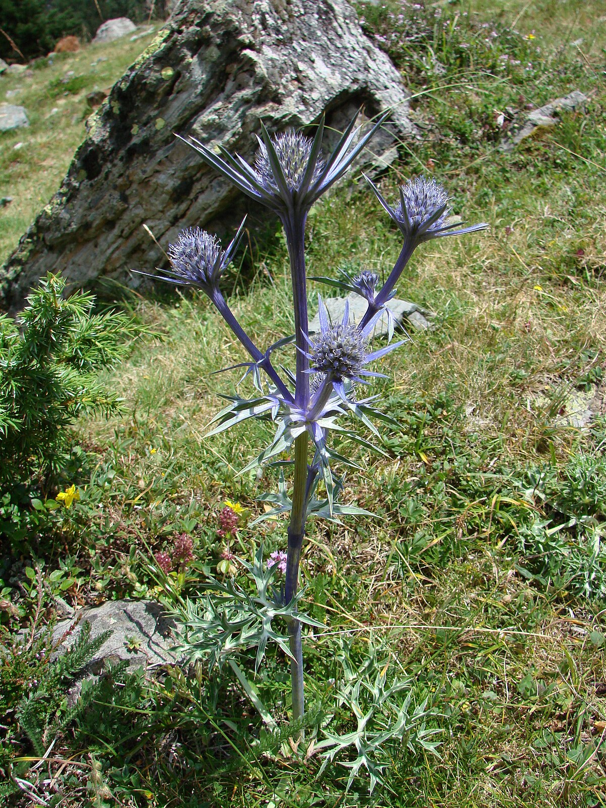 Panicaut de Bourgat