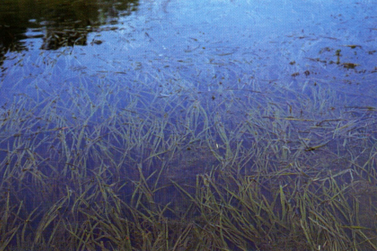 Vallisneria americana