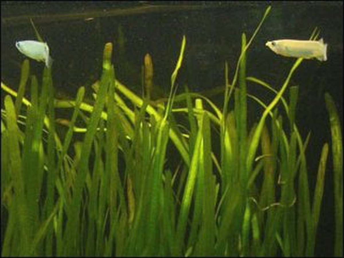 Vallisneria