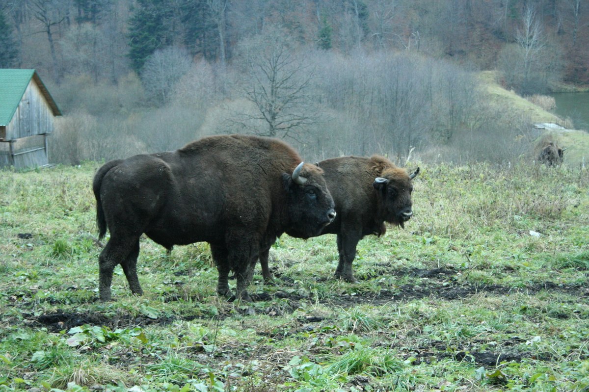 Bison