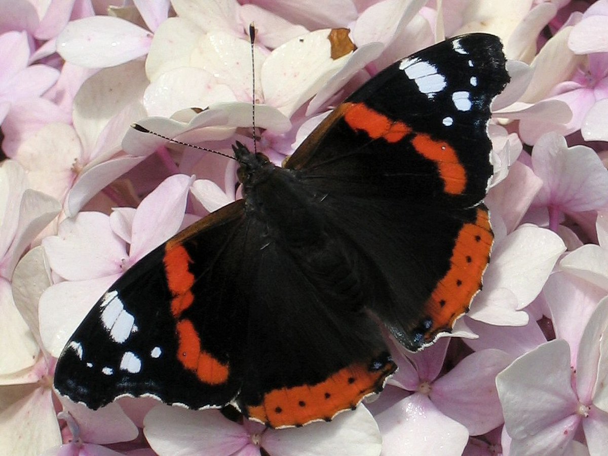 Vanessa