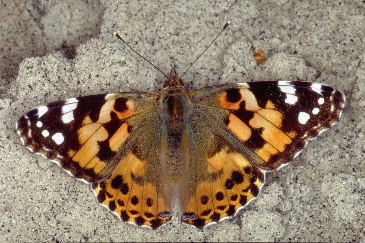 Vanesse du chardon