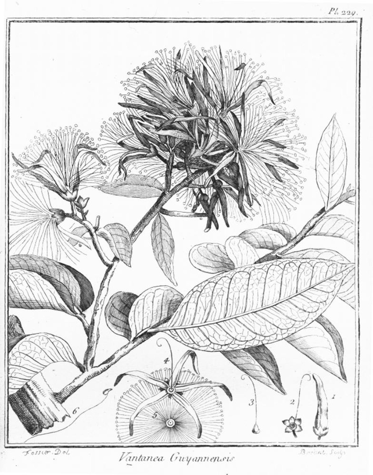 Humiriaceae