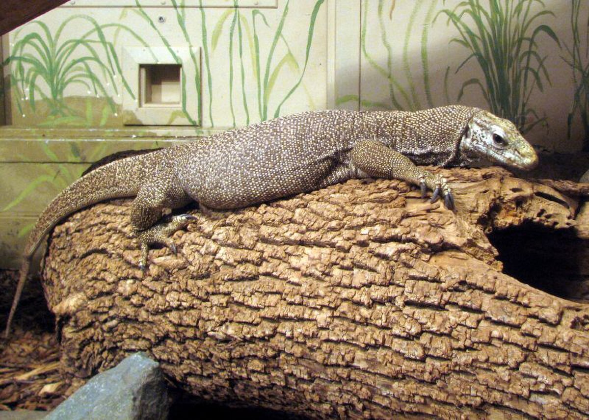 Varan du Bengale