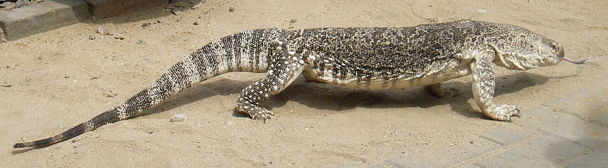 Varan des savanes