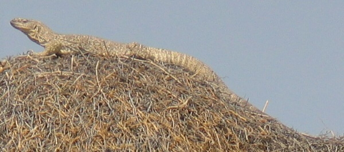 Varanus exanthematicus Steppenwaran.jpg