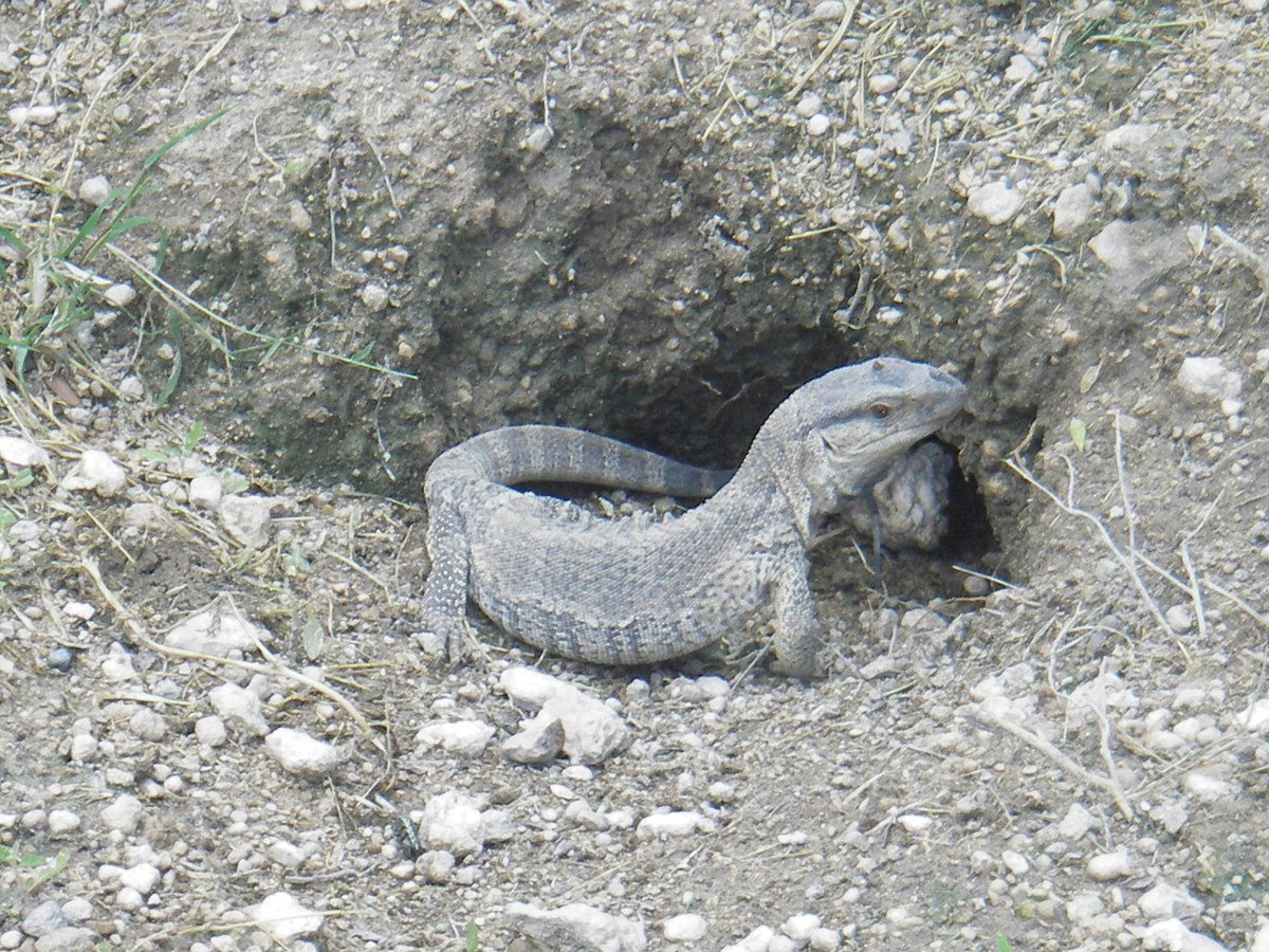 Varanus exanthematicus.jpg