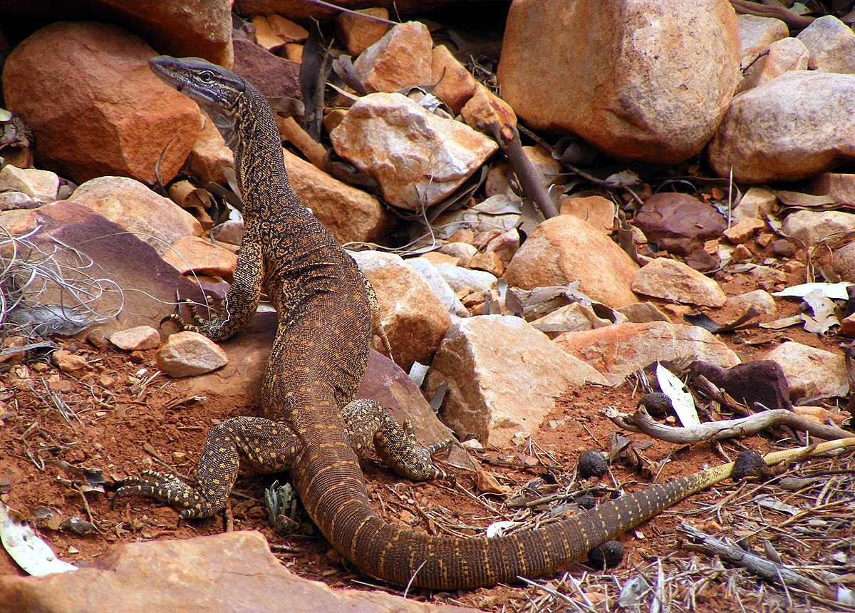 Varanus gouldii