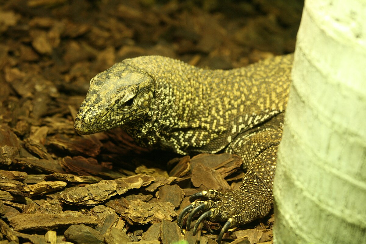 Varanus nebulosus