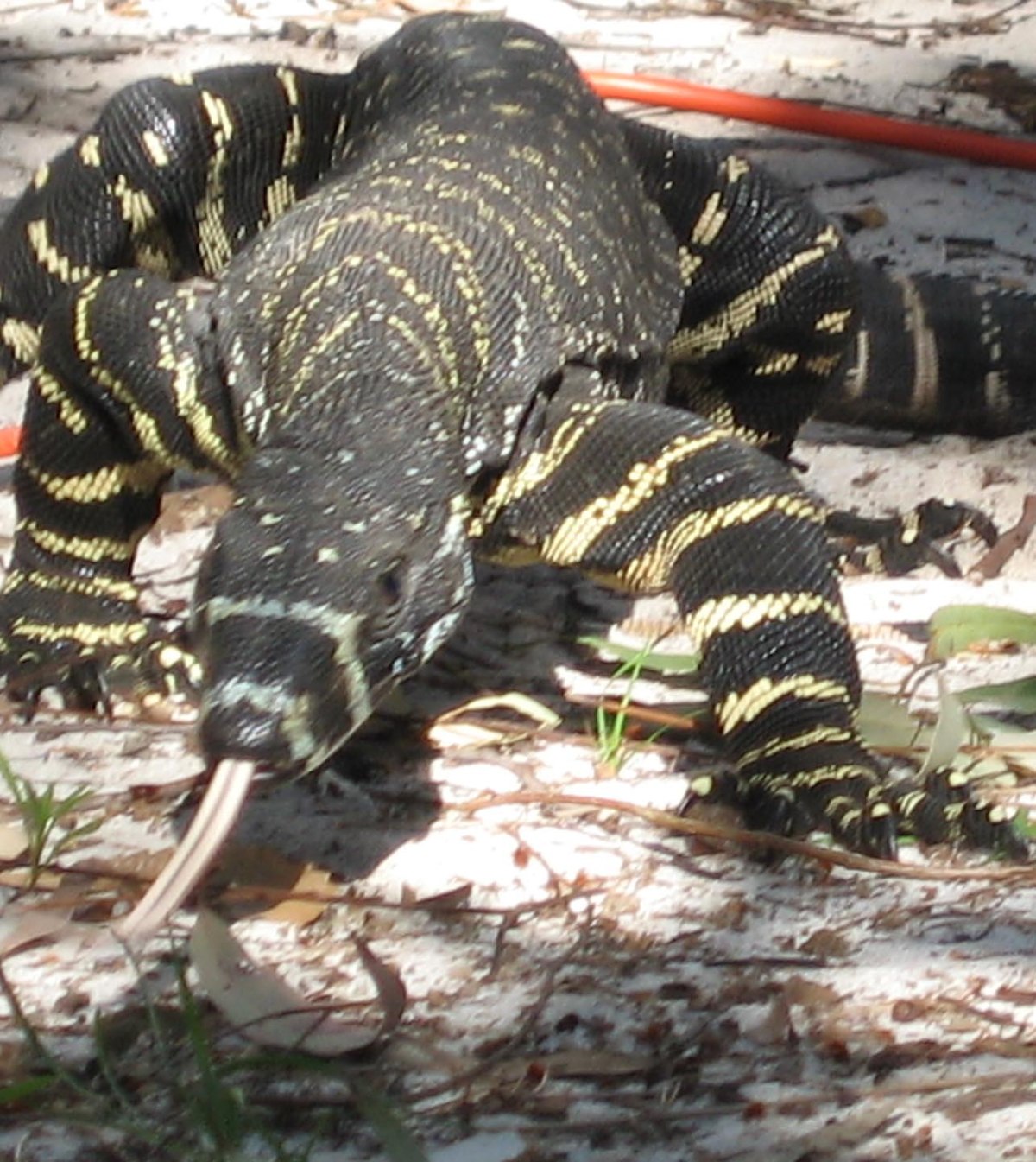 Varanus varius