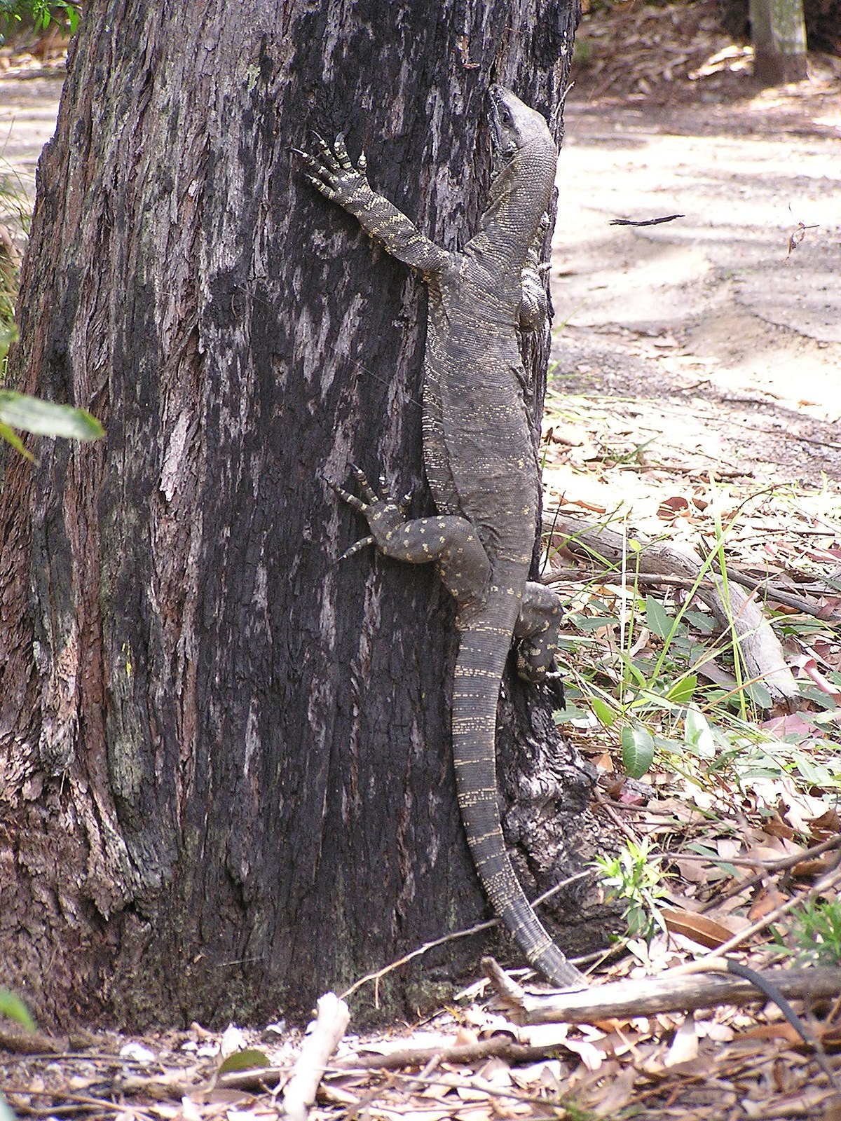 Varanus