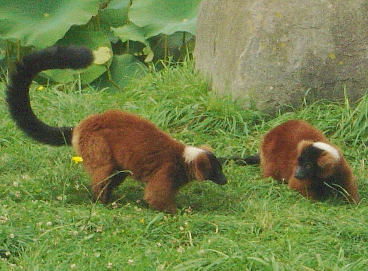 Lémur à crinière