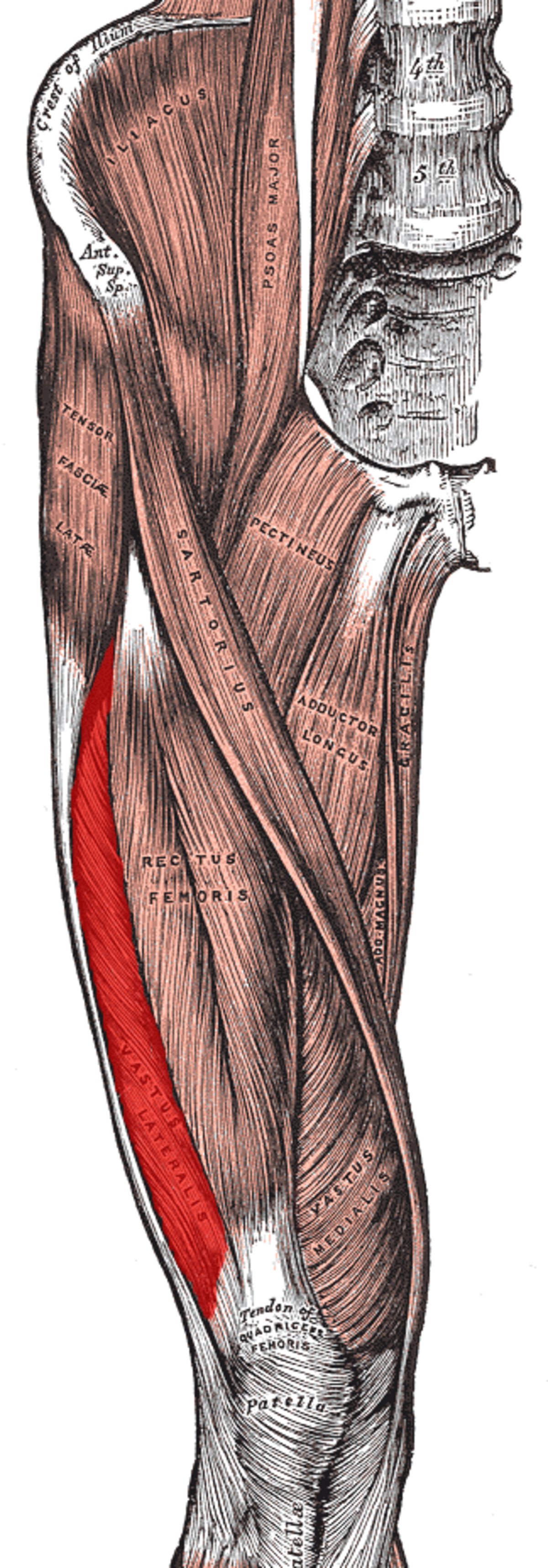Muscle vaste latéral