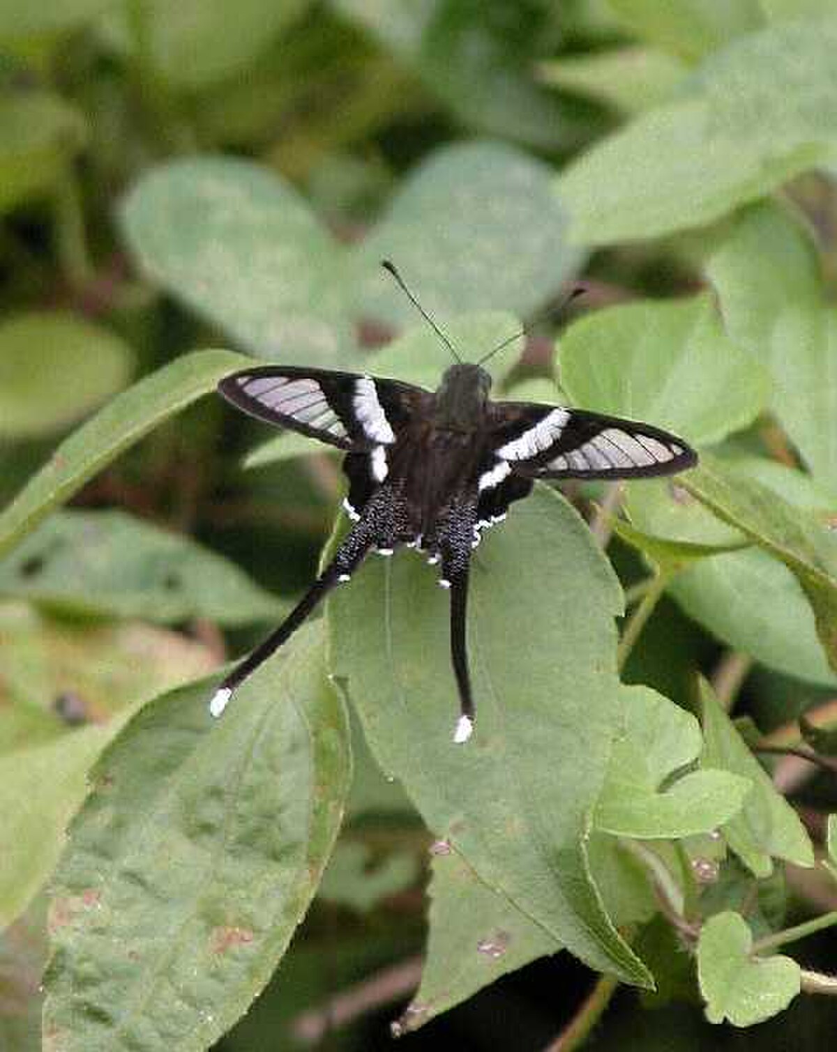 Papilioninae