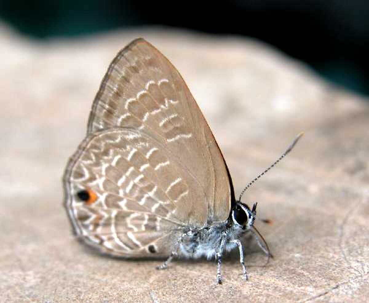 Anthene