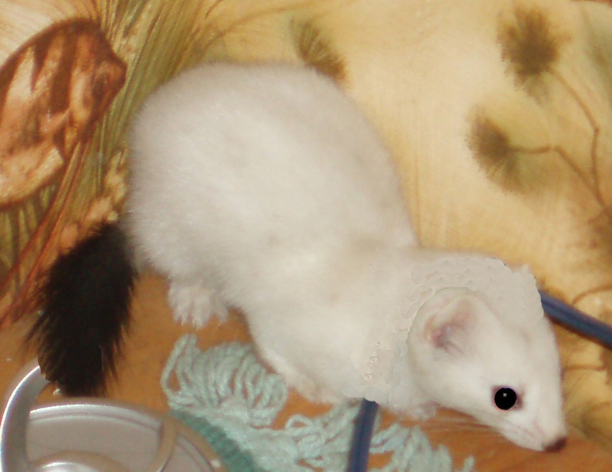 Hermine