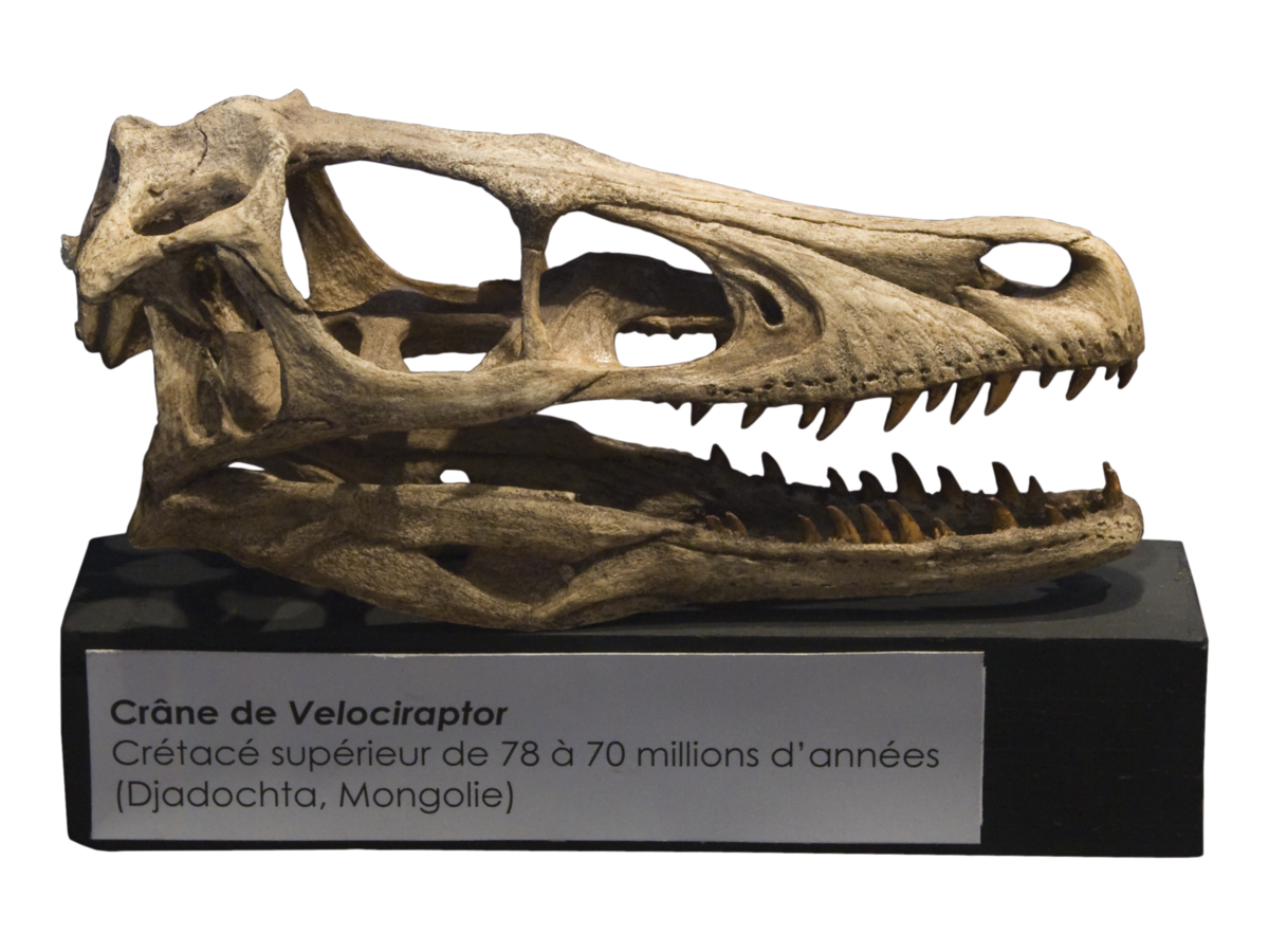 Velociraptor