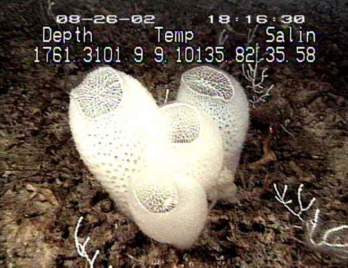Amphidiscophora