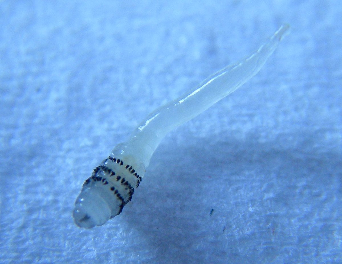 Dermatobia hominis