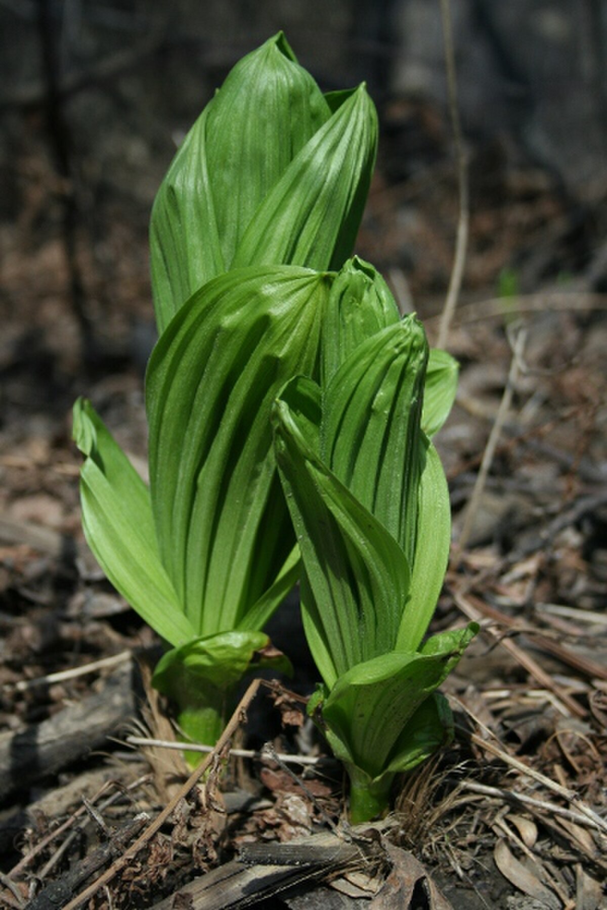 Veratrum viride