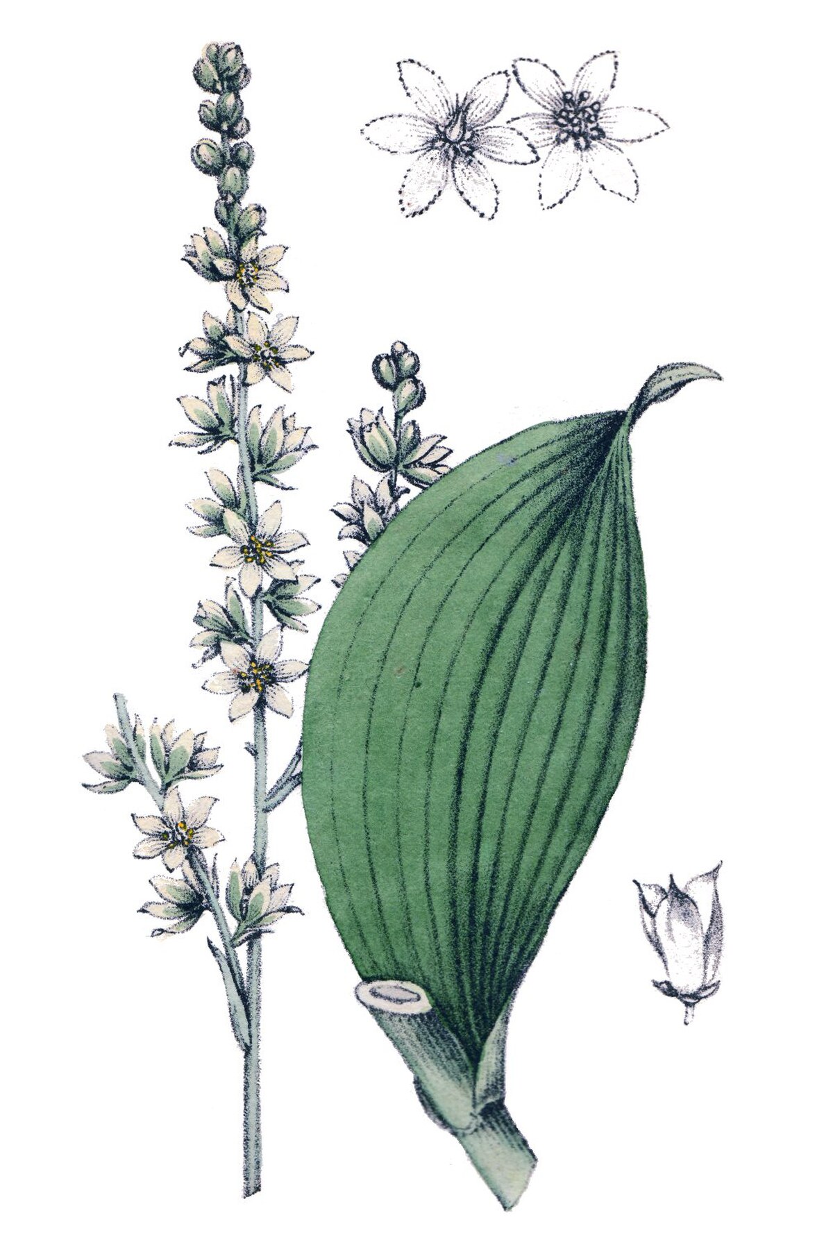 Veratrum