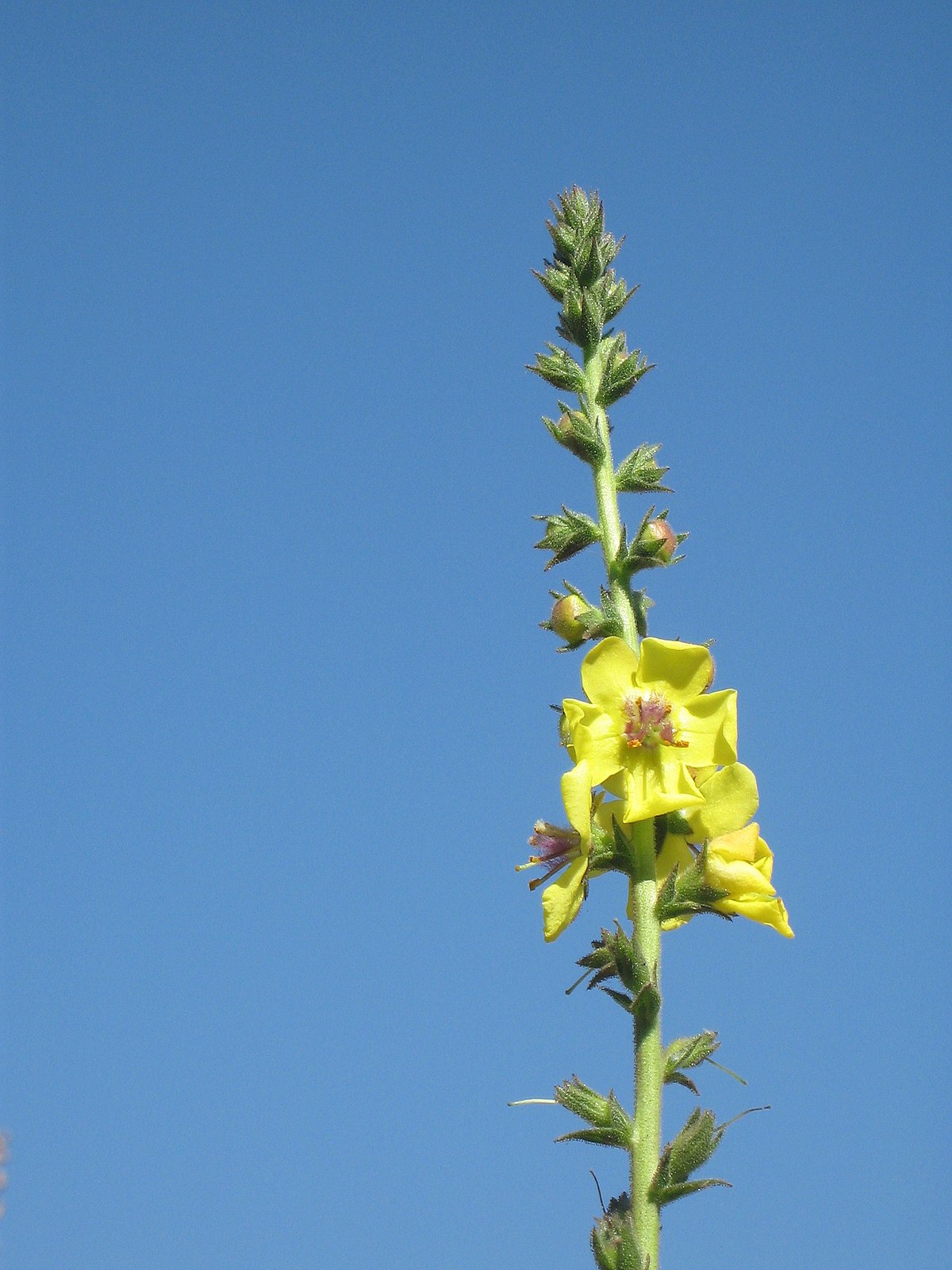 Molène (plante)