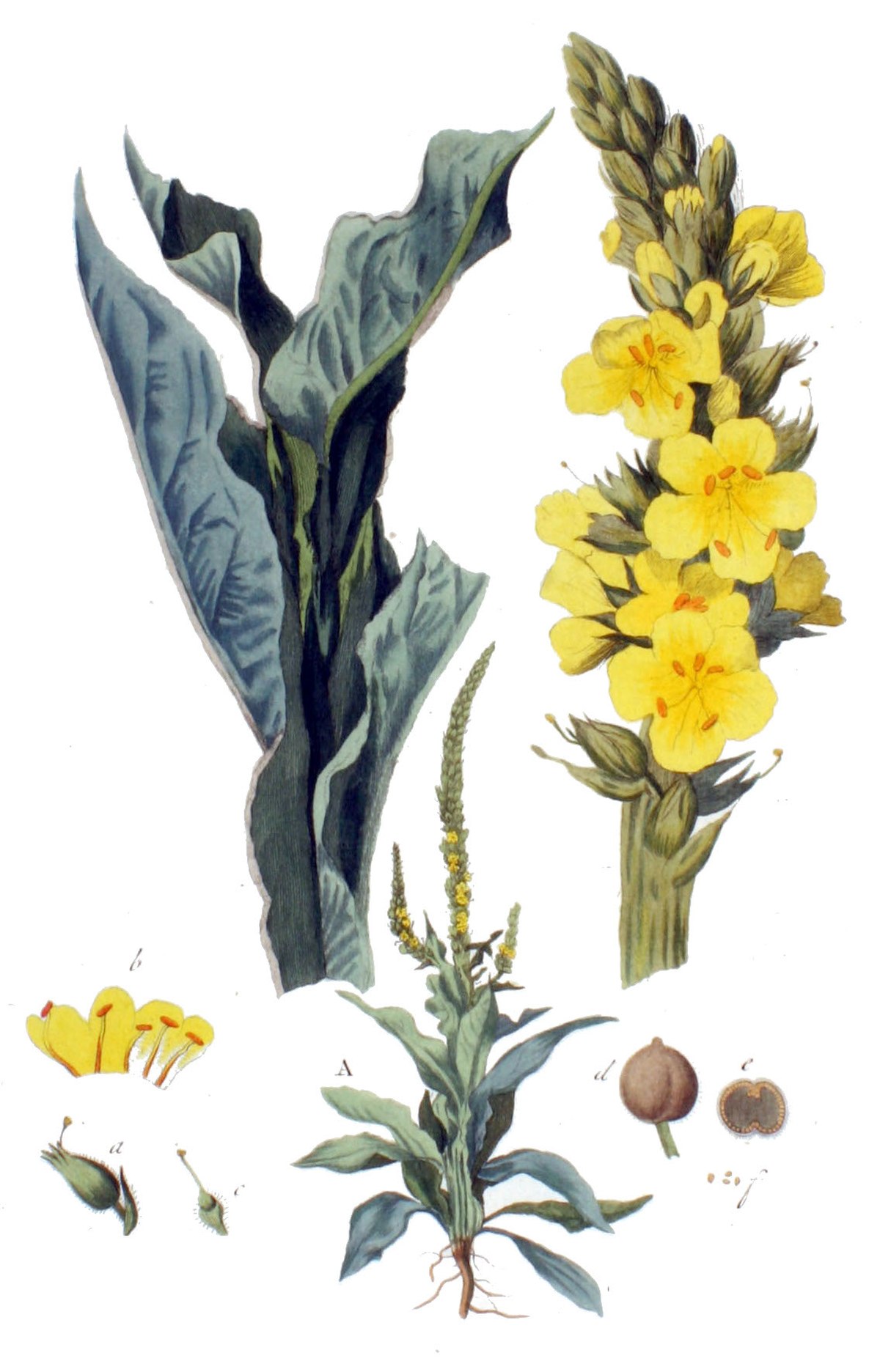 Molène thapsus