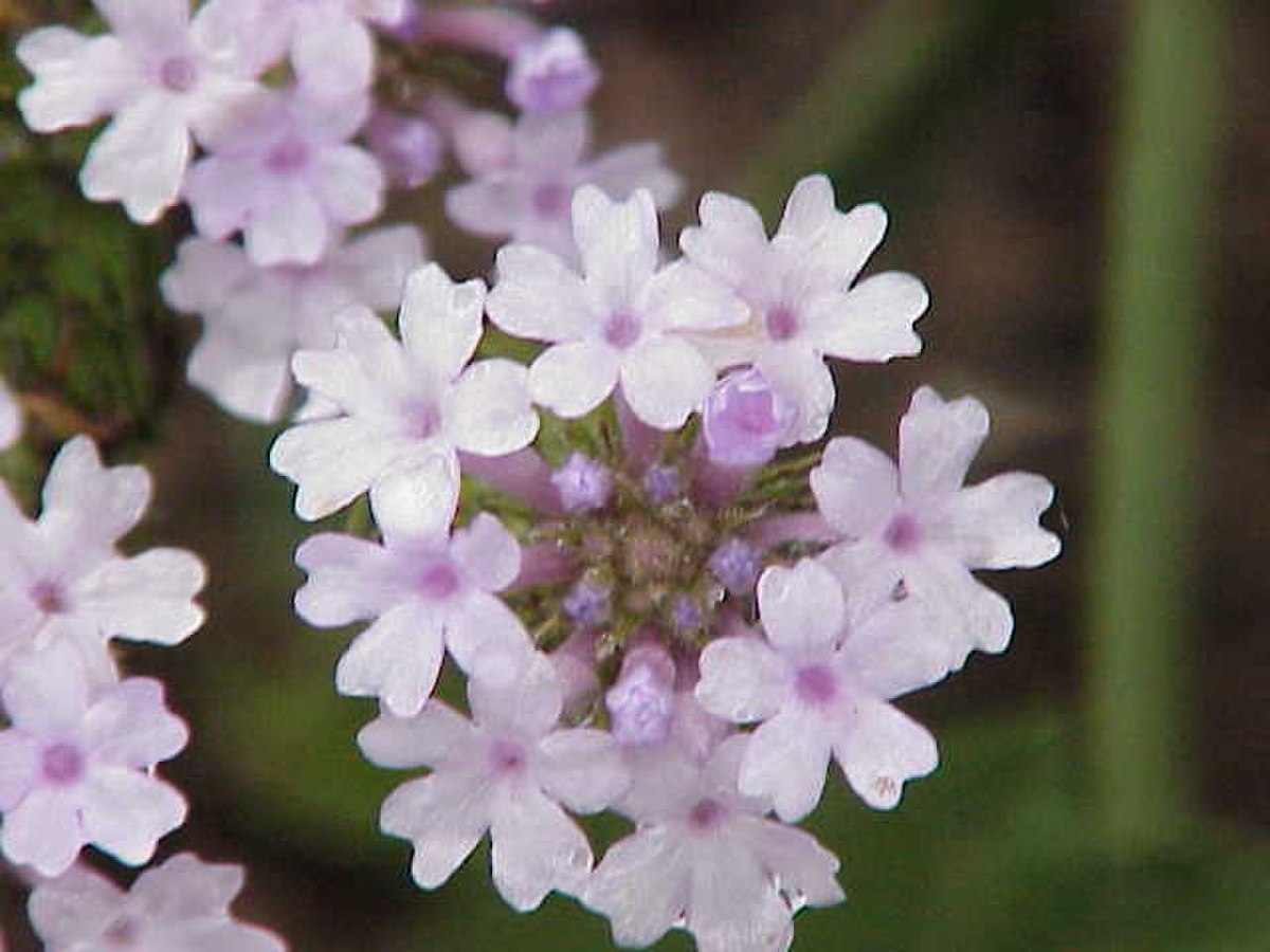 Verbenaceae