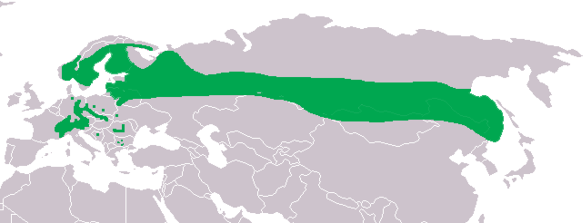 Verbreitung Glaucidium passerinum Kopie.png