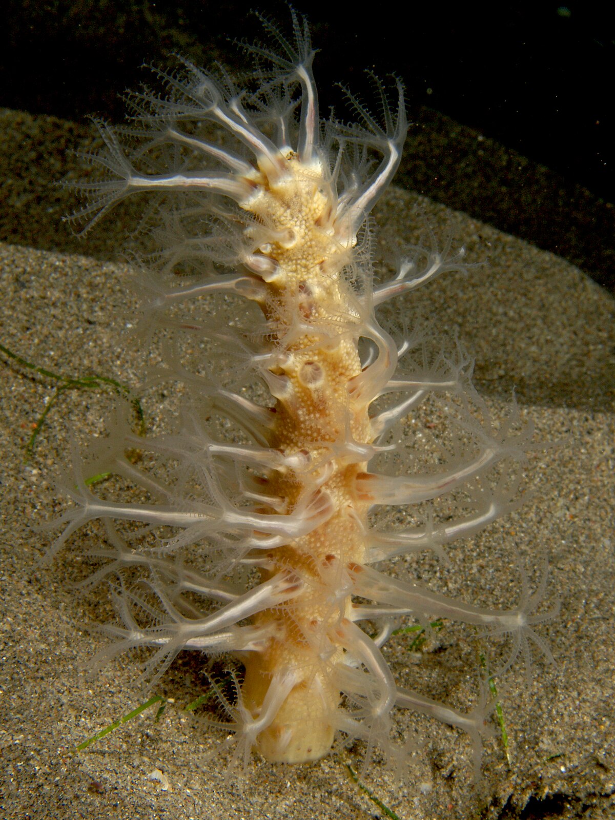 Veretillidae