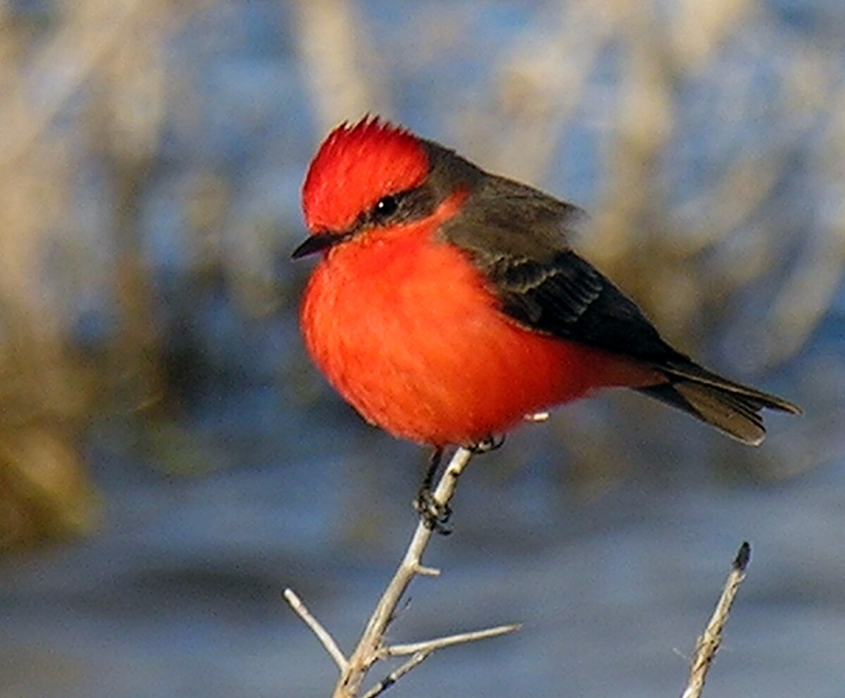 Fluvicolinae