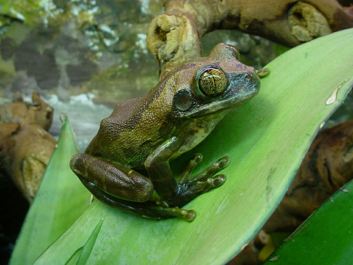 Leptopelis