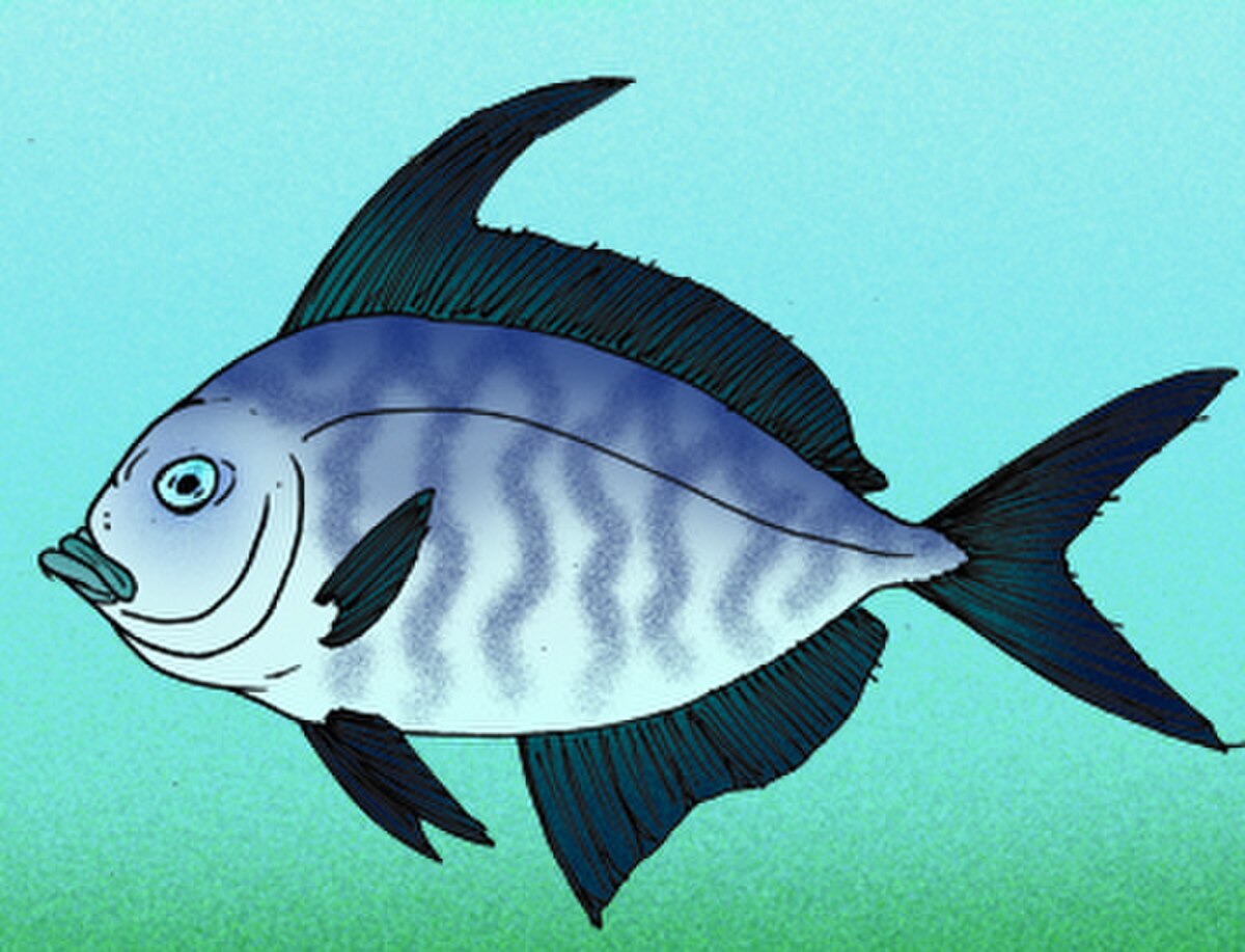 Veliferidae