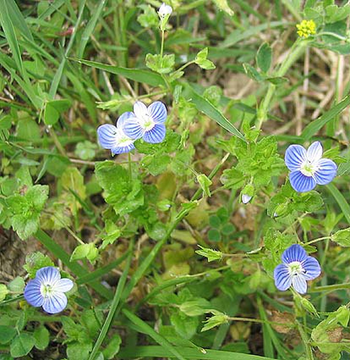 Véronique (plante)