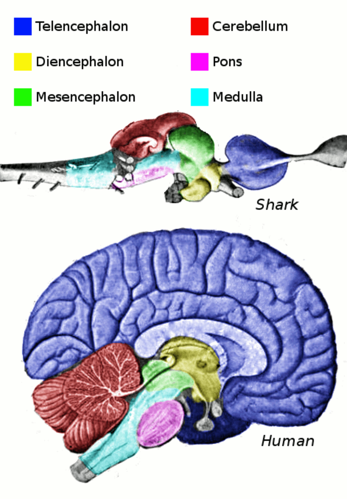 Cerveau