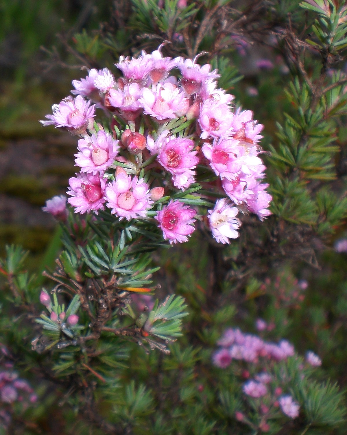 Verticordia